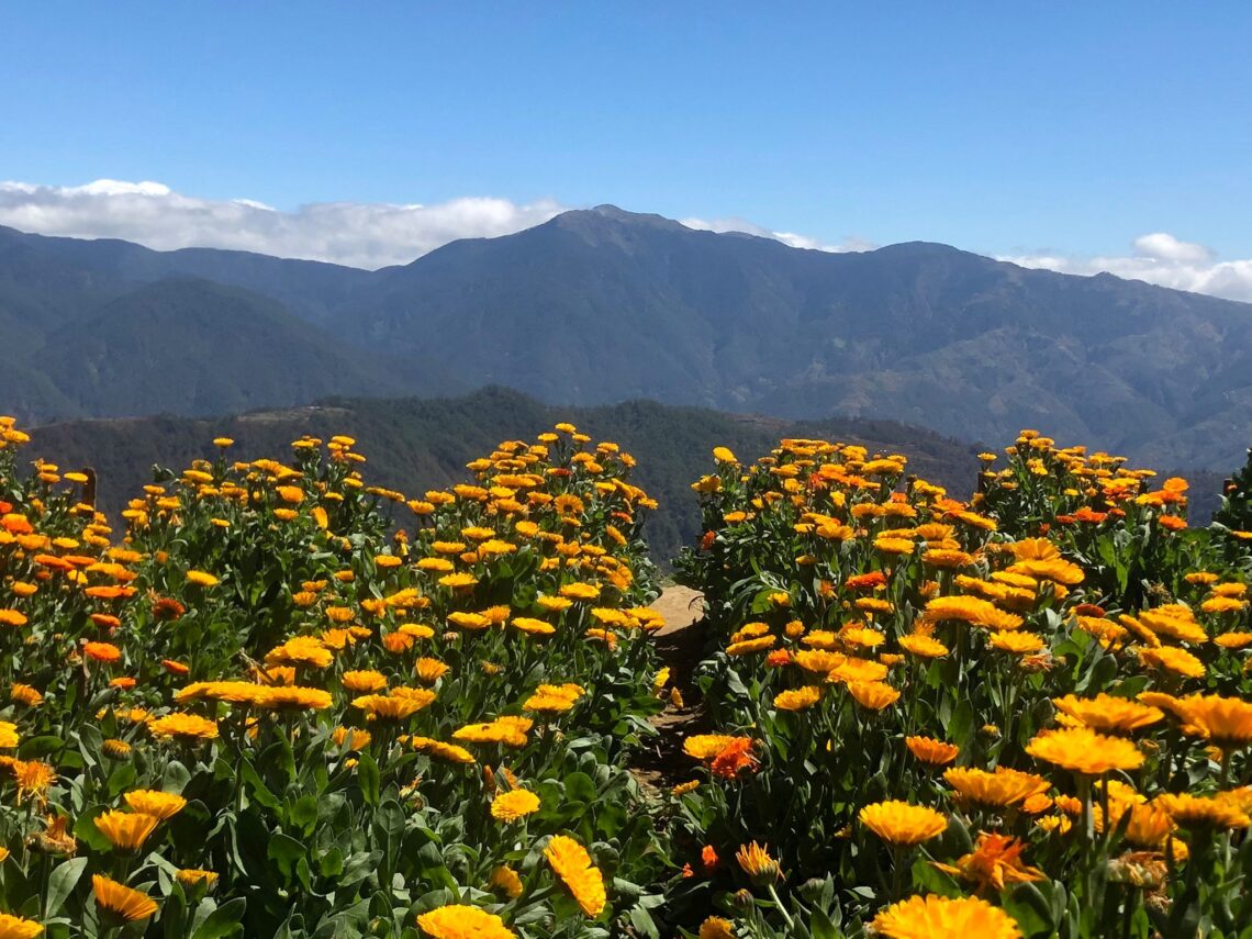 Northern Blossom Flower Farm